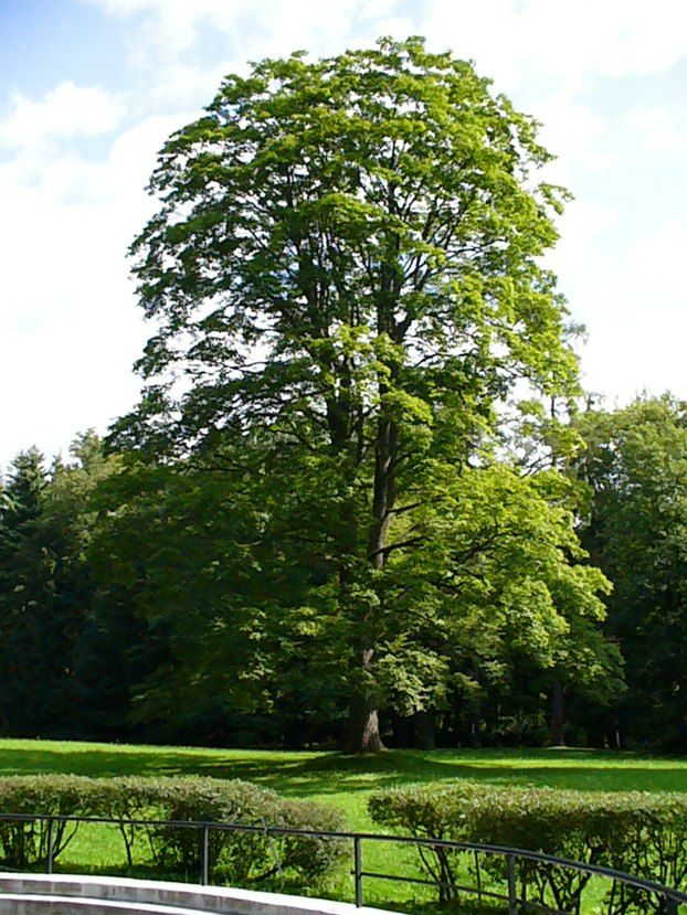 Starý strom v parku